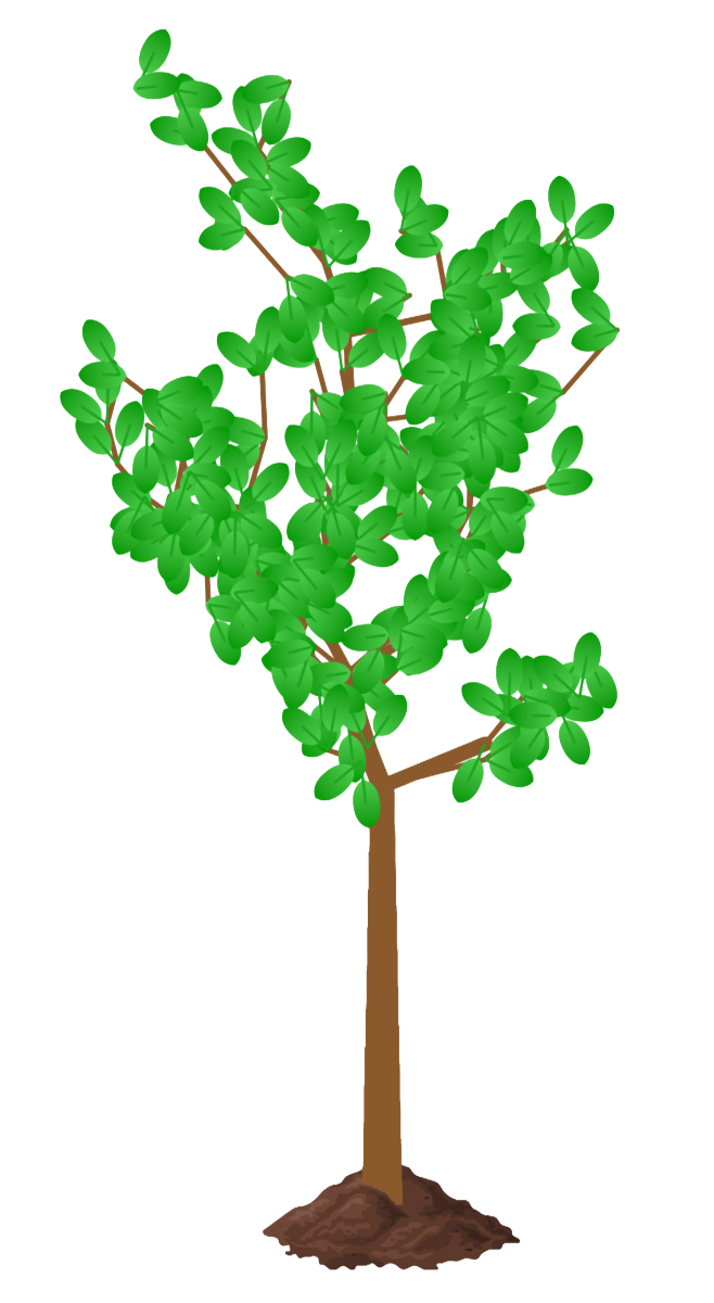 Steadia Tree